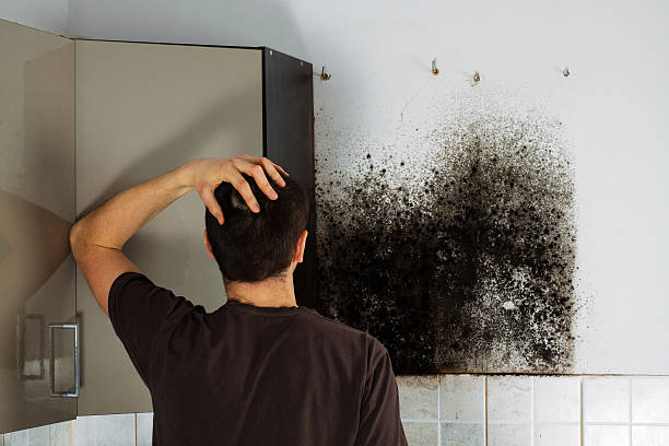 Best Affordable Mold Removal  in USA